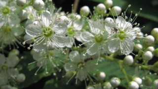 ナナカマドの花